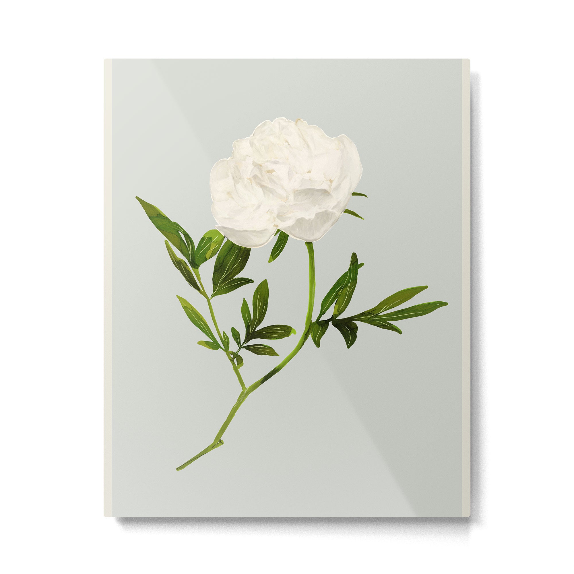 White Rose 2 Metal Print Gallery Image 4