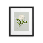 White Rose 2 Framed Art Print Gallery Image 5