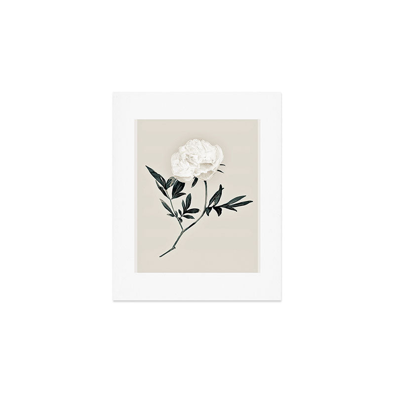 White Rose  Art Print Gallery Image 1