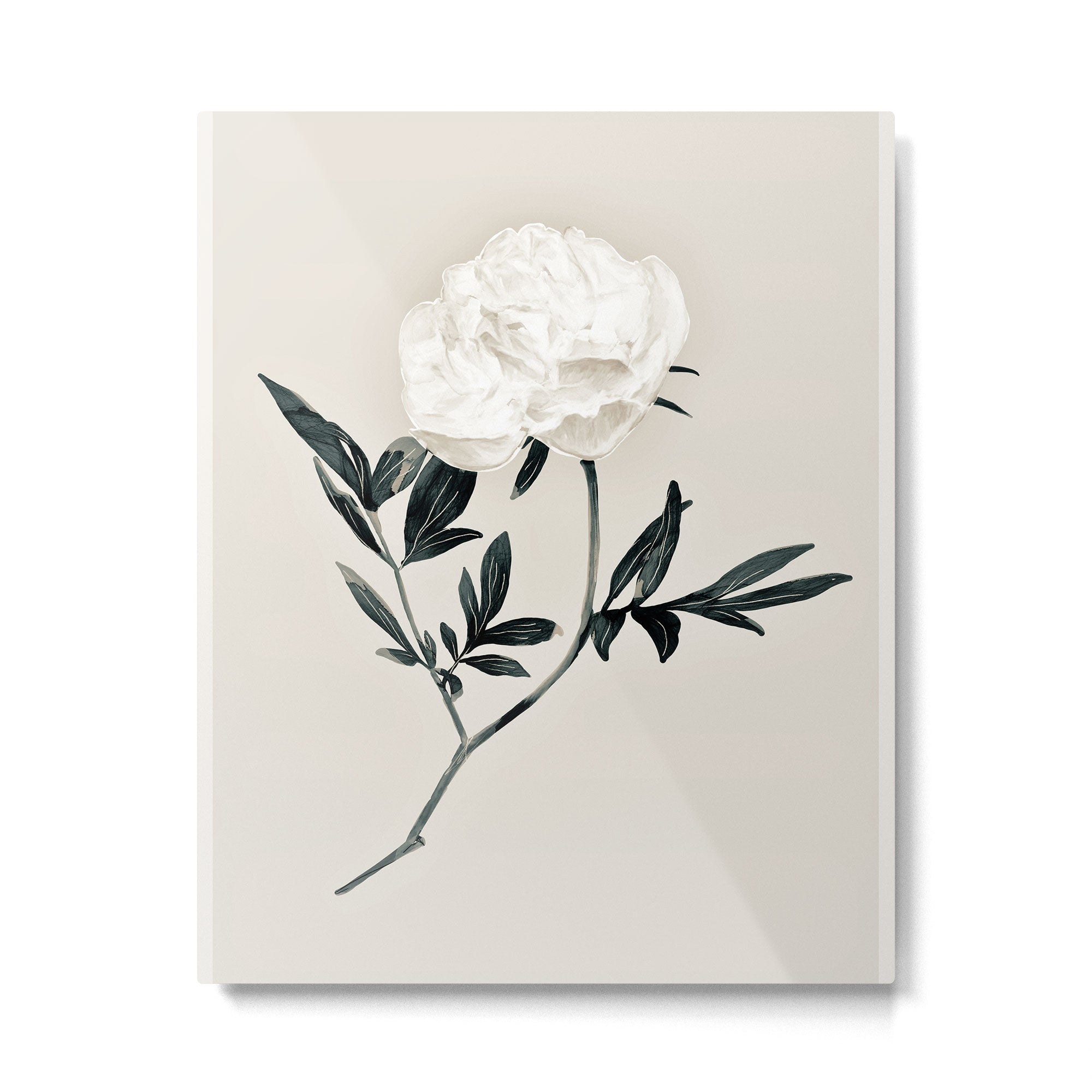 White Rose  Metal Print Gallery Image 4