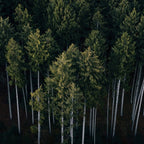 Pines From Above Coffee Mug Gallery Image 2