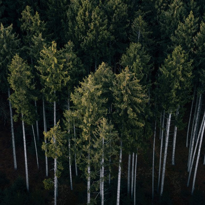 Pines From Above Coffee Mug Gallery Image 2