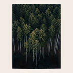 Pines From Above Poster Gallery Image 4
