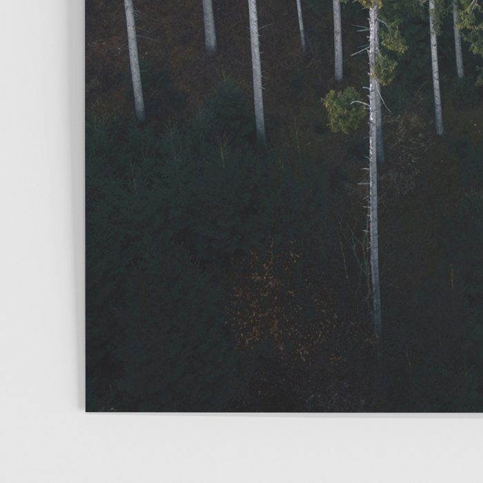 Pines From Above Poster Gallery Image 3