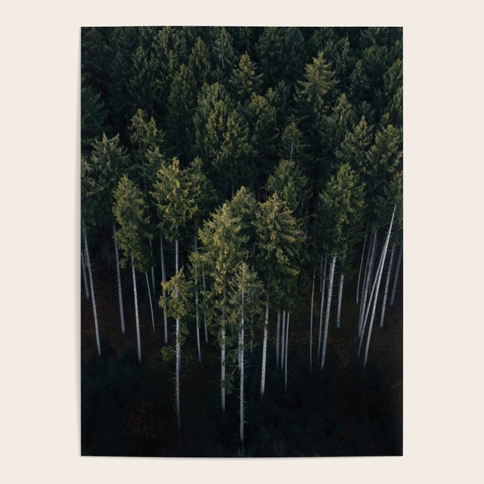 Pines From Above Poster Gallery Image 1