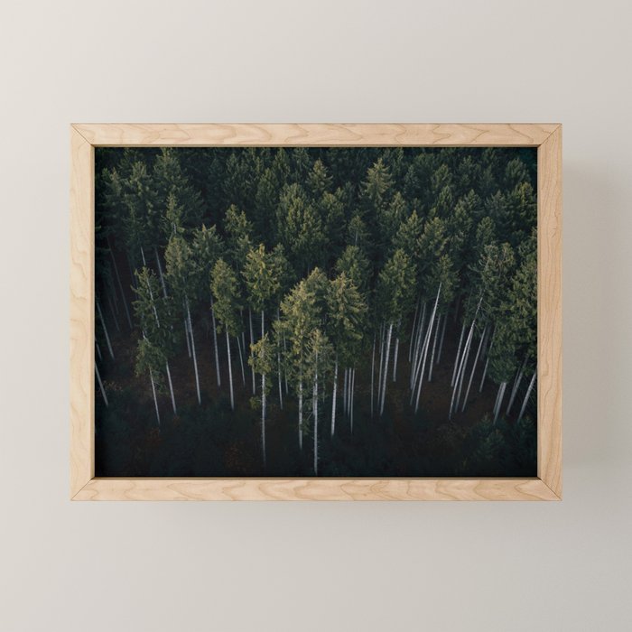 Pines From Above Mini Art Print Gallery Image 1