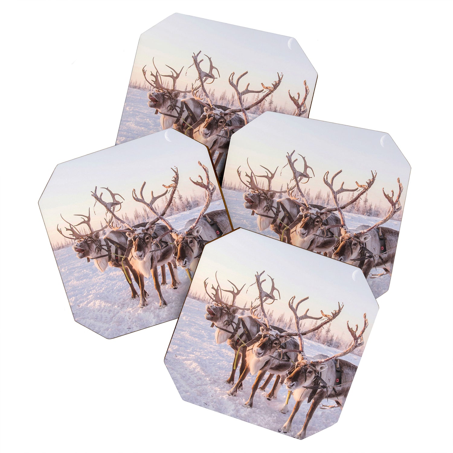 REINDEER PORTRAIT Coaster Gallery Image 1
