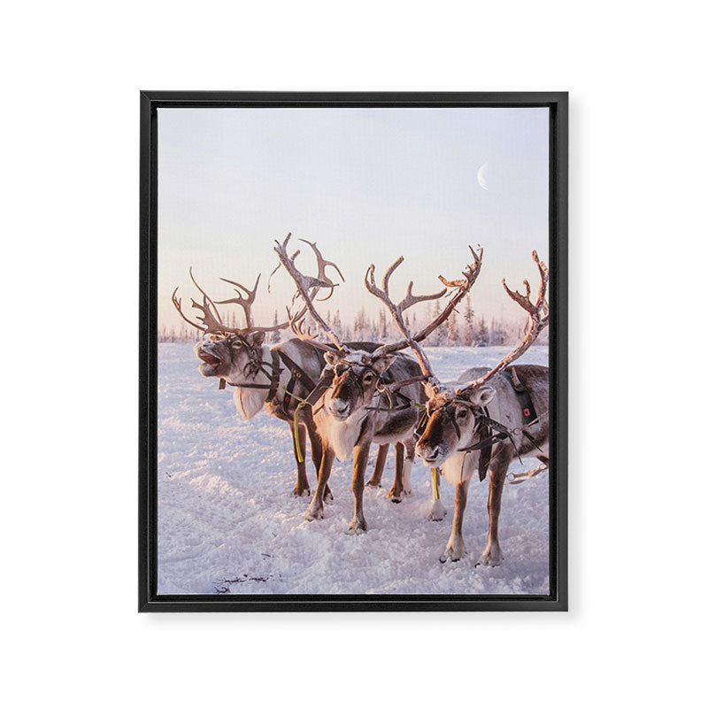 REINDEER PORTRAIT Framed Canvas Print Gallery Image 6