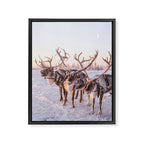REINDEER PORTRAIT Framed Canvas Print Gallery Image 6