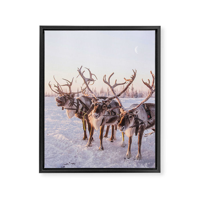 REINDEER PORTRAIT Framed Canvas Print Gallery Image 1