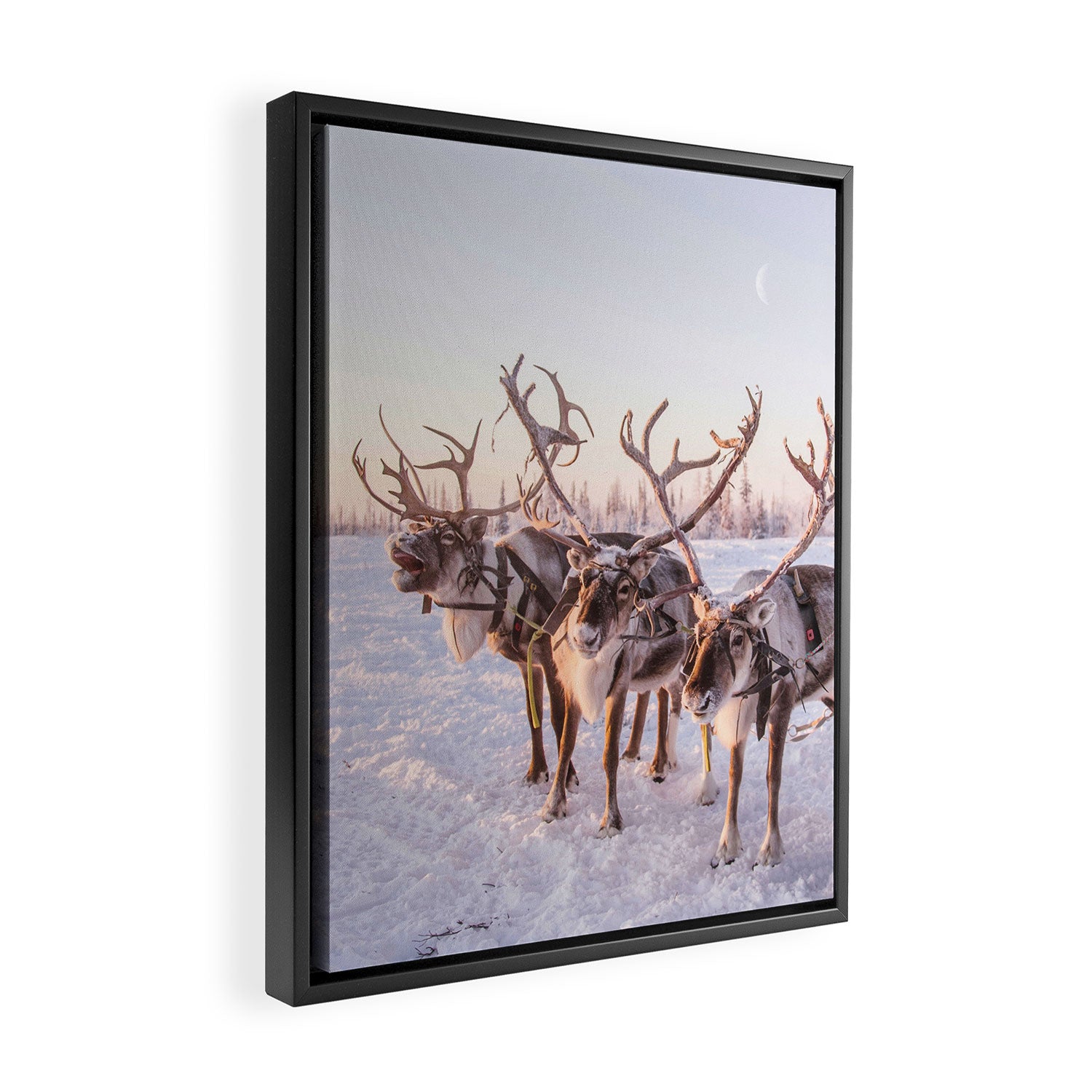 REINDEER PORTRAIT Framed Canvas Print Gallery Image 2