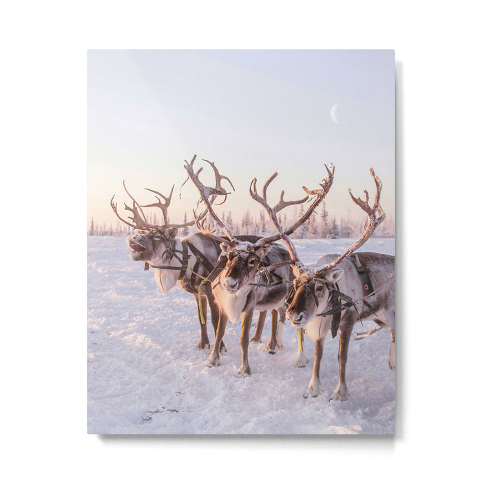 REINDEER PORTRAIT Metal Print Gallery Image 1
