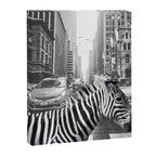 Zebra In The City - Black And White Photography Collage Canvas Print Gallery Image 8