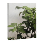 Grown Canvas Print Gallery Image 6