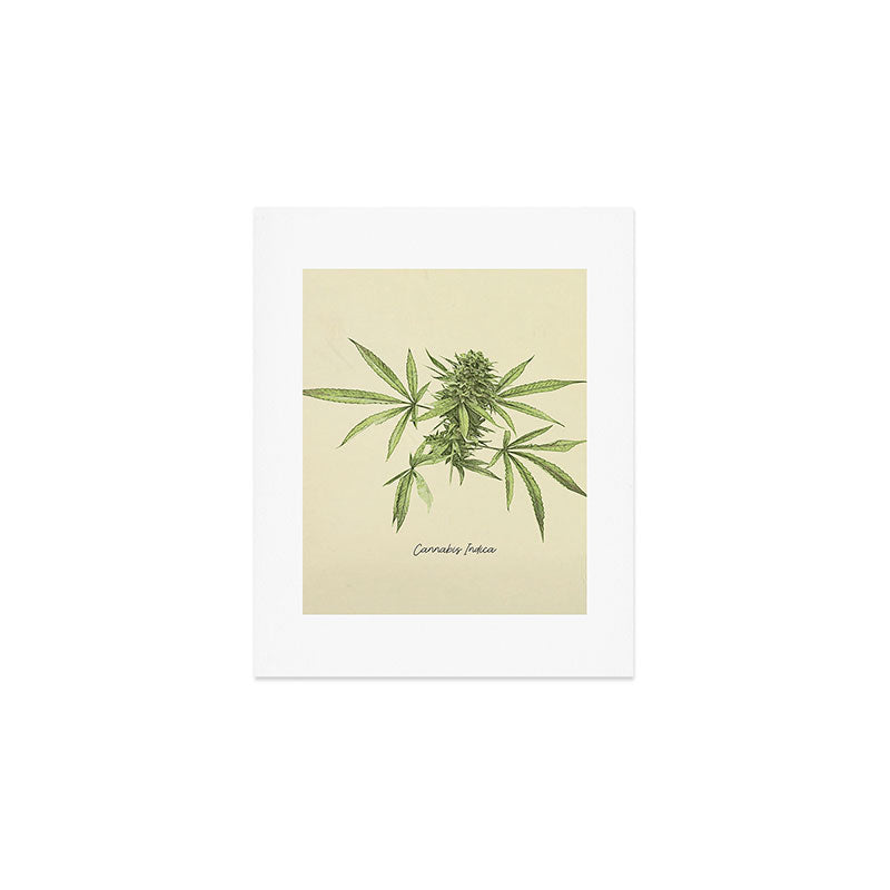 Vintage botanical print - Cannabis Art Print Gallery Image 1