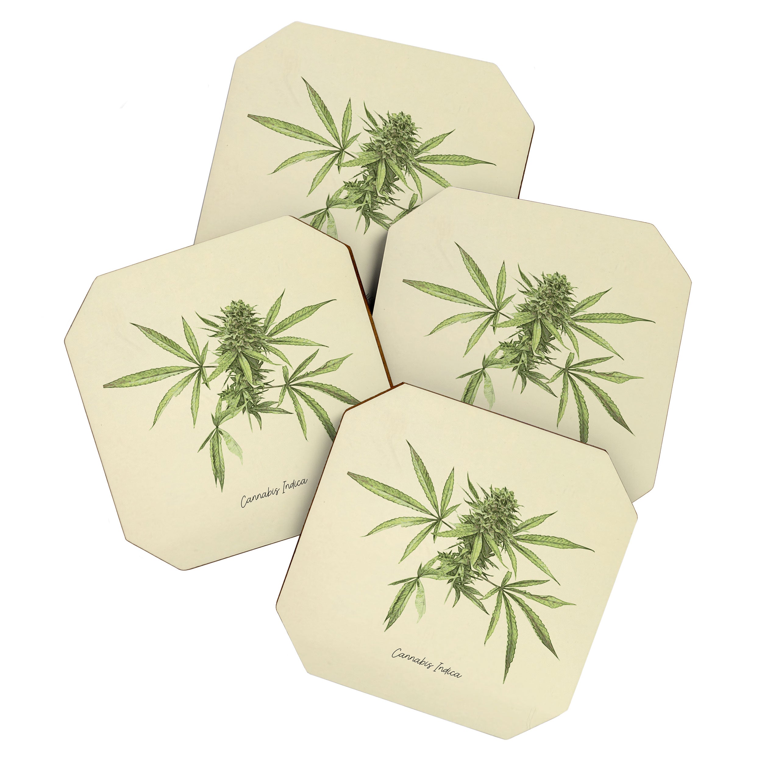 Vintage botanical print - Cannabis Coaster Gallery Image 1