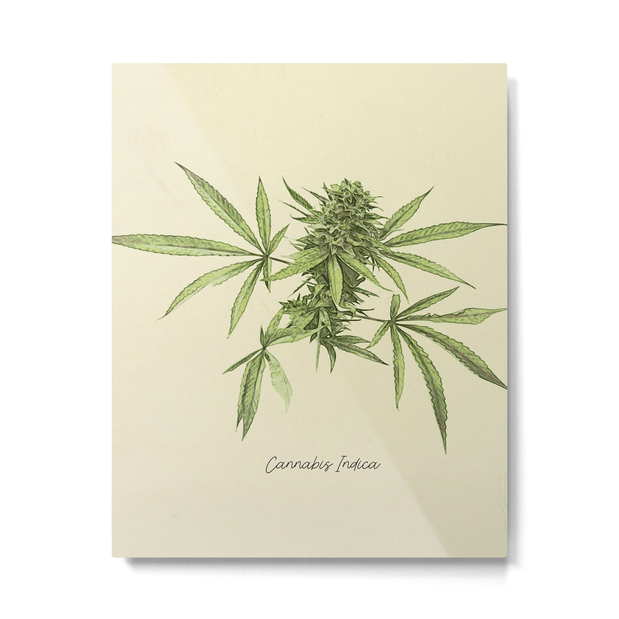 Vintage botanical print - Cannabis Metal Print Gallery Image 6