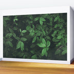 Some Greenery Wall Mural Gallery Image 2