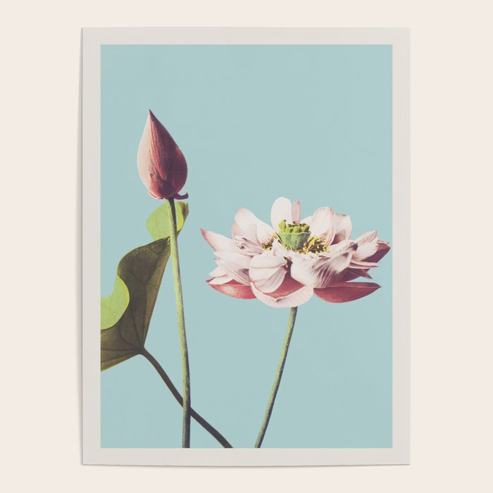 Lotus Flower Ogawa Kazumasa Japanese Floral Vintage Botanical Meiji Retro Bohemian Interior Design Poster Gallery Image 4