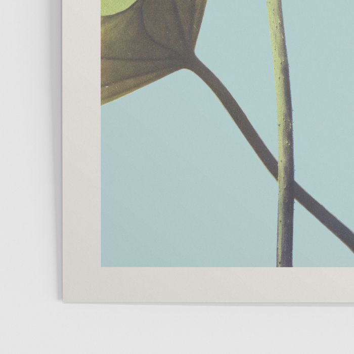 Lotus Flower Ogawa Kazumasa Japanese Floral Vintage Botanical Meiji Retro Bohemian Interior Design Poster Gallery Image 3