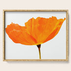 One And Only - Orange Poppy White Background #decor #society6 #buyart Serving Tray Gallery Image 1