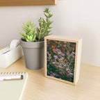 Eucephalus Ledophyllus Mini Art Print Gallery Image 2