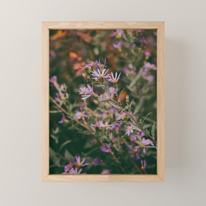 Eucephalus Ledophyllus Mini Art Print Gallery Image 1