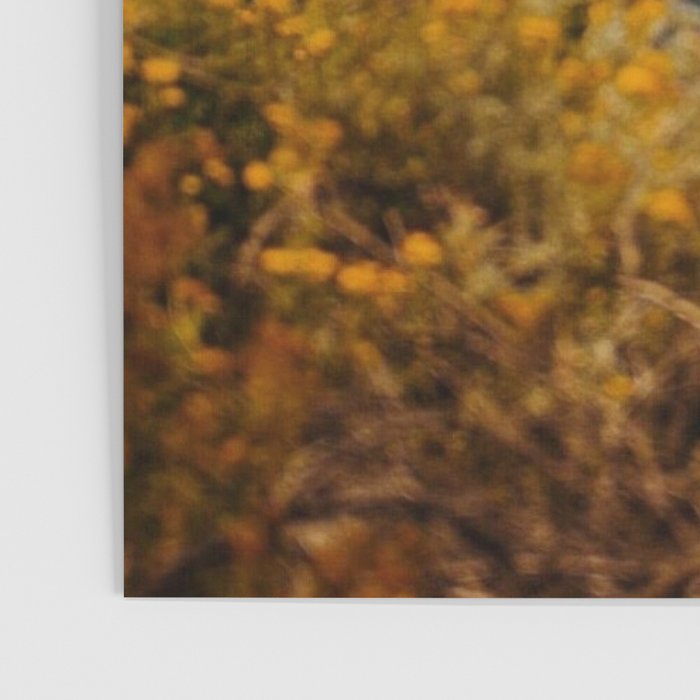 Golden Gate Bridge Through Wildflowers Poster Gallery Image 3
