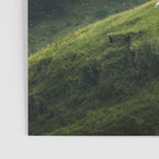 Sheep Trail in a Forest during a calm morning Poster Gallery Image 3