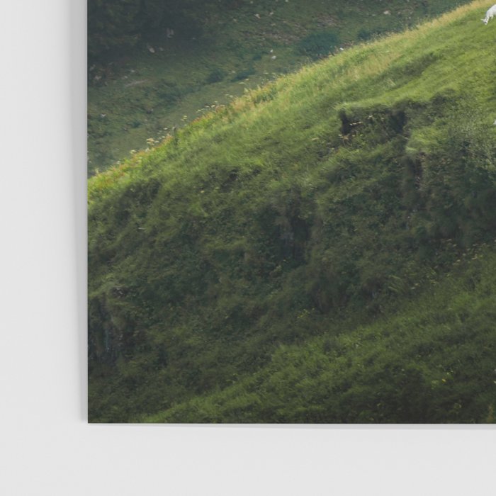 Sheep Trail in a Forest during a calm morning Poster Gallery Image 3