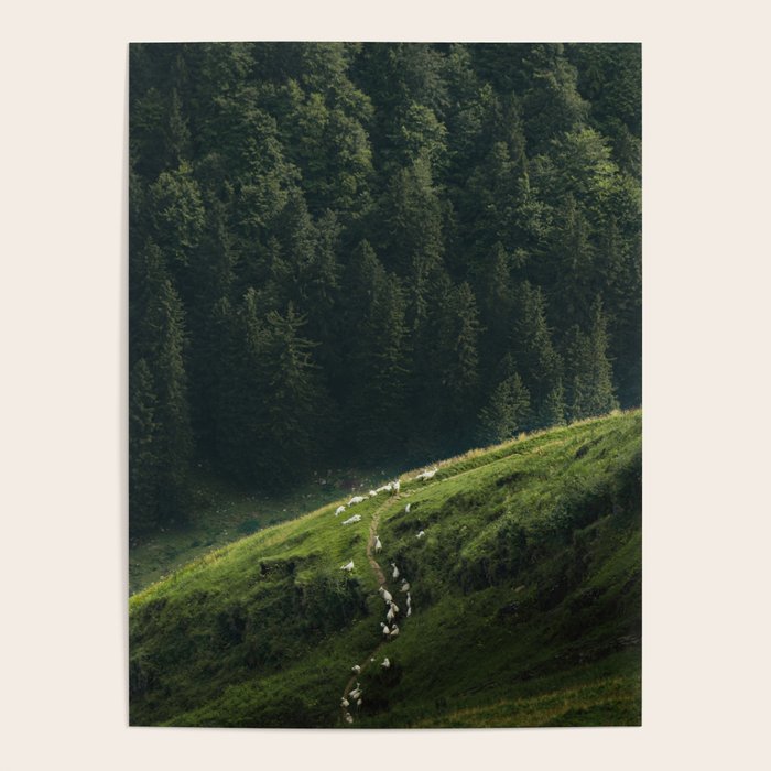 Sheep Trail in a Forest during a calm morning Poster Gallery Image 4