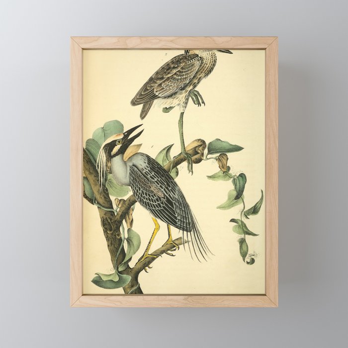 Yellow-crowned night heron by John Hames Audubon, 1840 (benefitting The Audubon Society) Mini Art Print Gallery Image 1