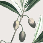 Olive Tree Branch Coffee Mug Gallery Image 2