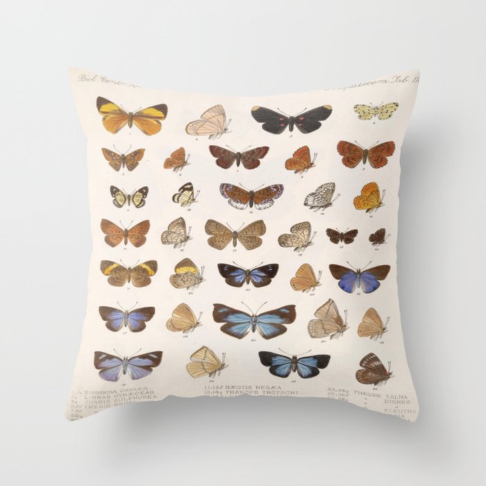 Vintage Scientific Insect Butterfly Moth Biological Hand Drawn Species Art Illustration Throw Pillow Gallery Image 6