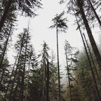 Pacific Northwest Forest Coffee Mug Gallery Image 2