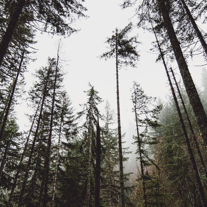Pacific Northwest Forest Coffee Mug Gallery Image 2