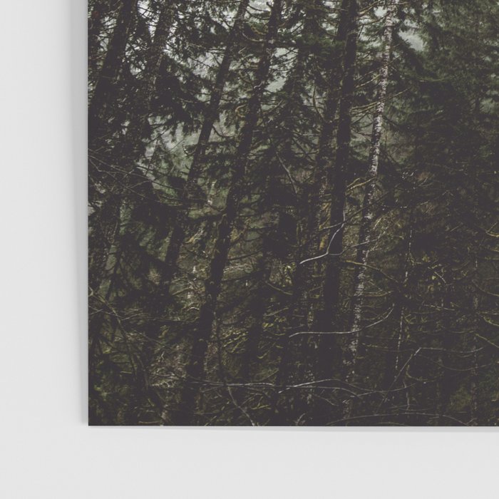 Pacific Northwest Forest Poster Gallery Image 3