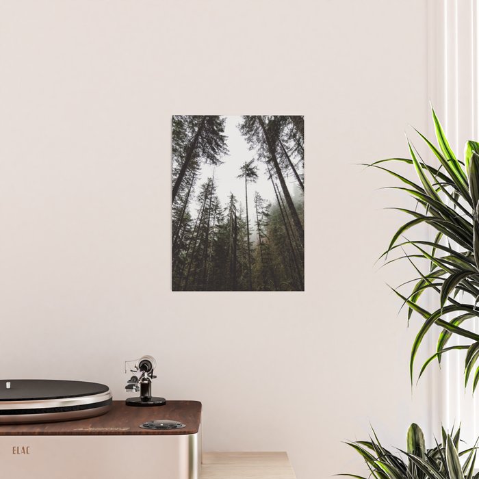 Pacific Northwest Forest Poster Gallery Image 2