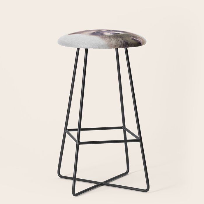 Raccoon - Colorful Stool Gallery Image 1
