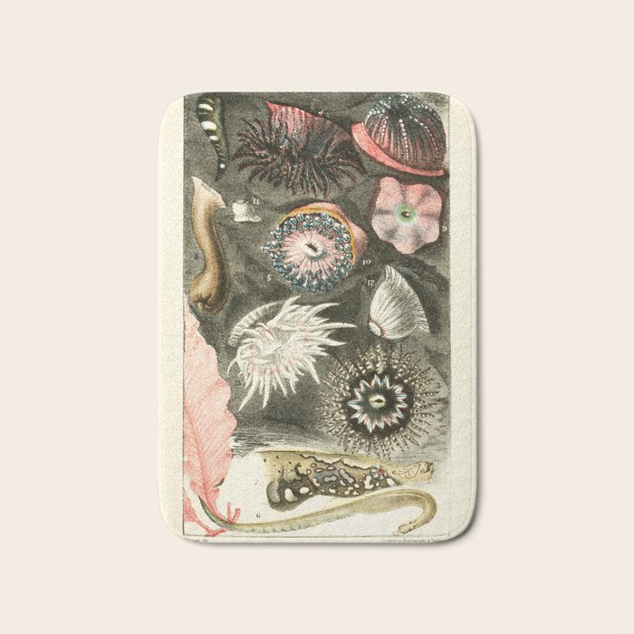 Tide Pool Animals from "A Naturalist's Rambles on the Devonshire Coast" by Philip Henry Gosse, 1853 (benefitting The Nature Conservancy) Bath Mat Gallery Image 1
