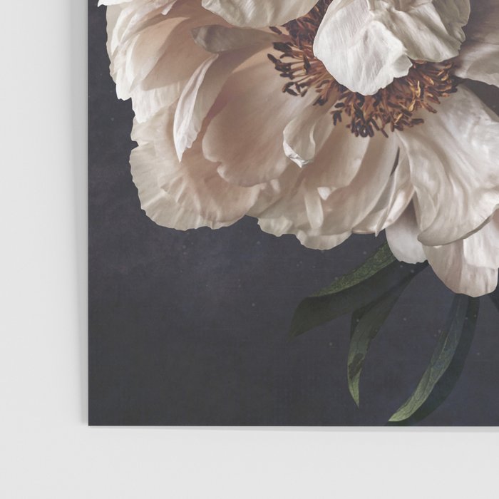 Midnight Peonies  Poster Gallery Image 3