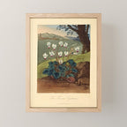 The Persian Cyclamen from "The Temple of Flora," 1812 (benefitting The Nature Conservancy)  Mini Art Print Gallery Image 1