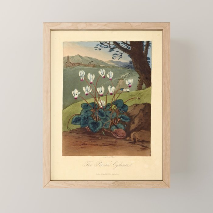 The Persian Cyclamen from "The Temple of Flora," 1812 (benefitting The Nature Conservancy)  Mini Art Print Gallery Image 1