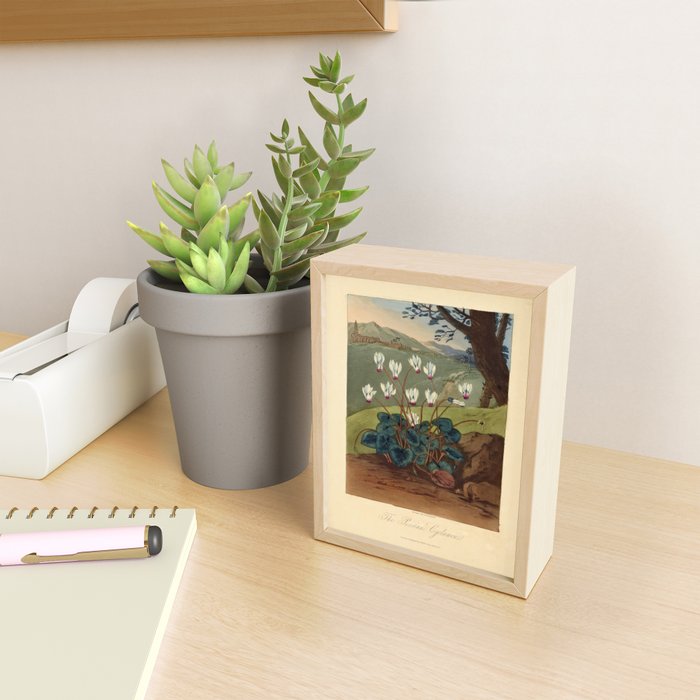The Persian Cyclamen from "The Temple of Flora," 1812 (benefitting The Nature Conservancy)  Mini Art Print Gallery Image 2