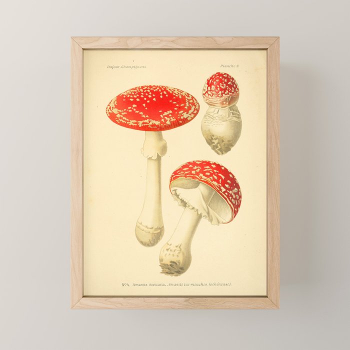 Amanita Muscaria mushroom from "Atlas des Champignons Comestibles et Vénéneux," 1891 (benefitting The Nature Conservancy) Mini Art Print Gallery Image 1