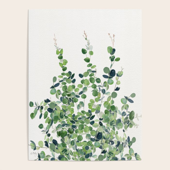 Eucalyptus  Poster Gallery Image 4
