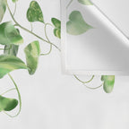 Golden Pothos - Ivy Wall Tapestry Gallery Image 3