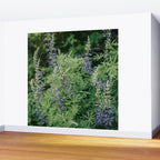 Lupine Wall Mural Gallery Image 2