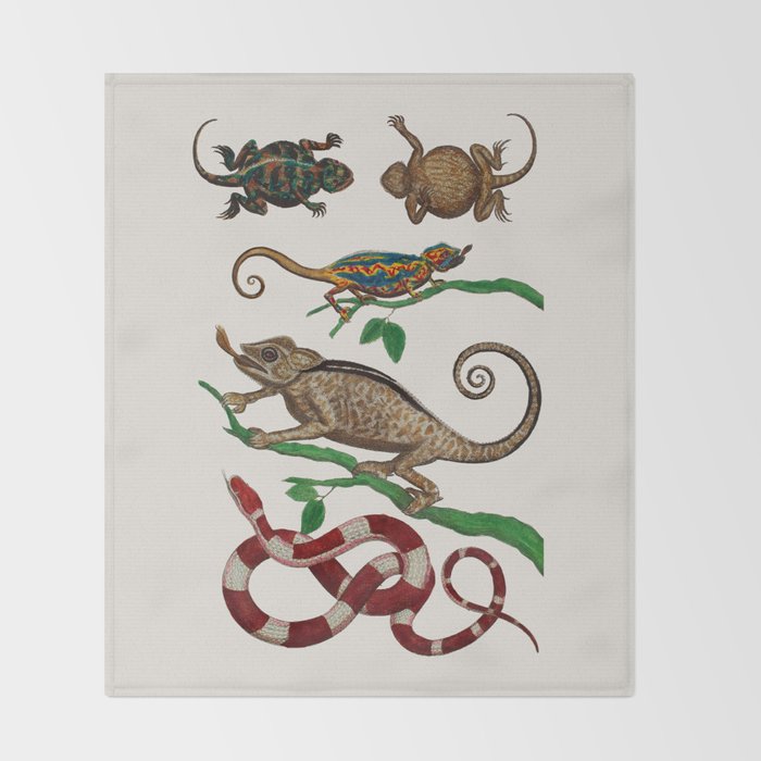Albertus Seba Iguana And Snakes Throw Blanket Gallery Image 2