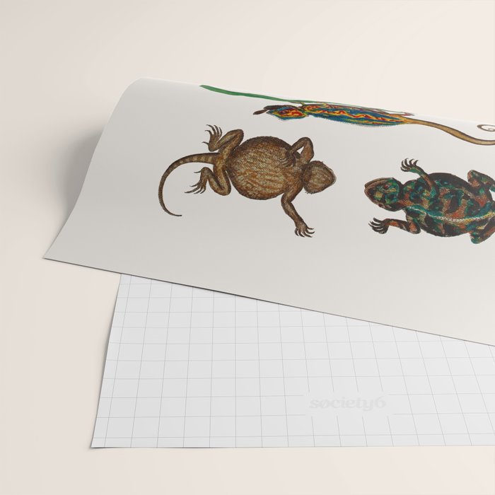 Albertus Seba Iguana And Snakes Wrapping Paper Gallery Image 2